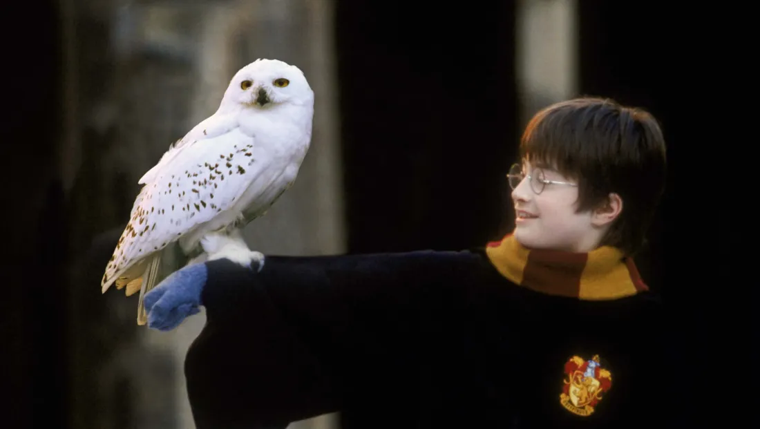 Harry Potter Harry Potter