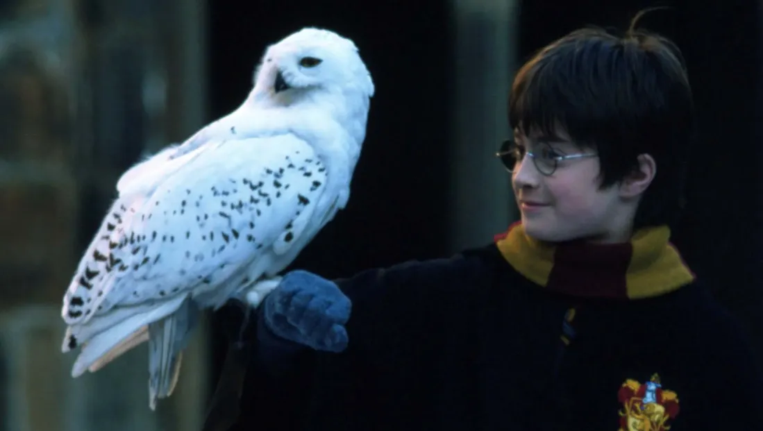 Harry Potter Harry Potter